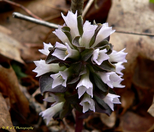 {Obolaria virginica}